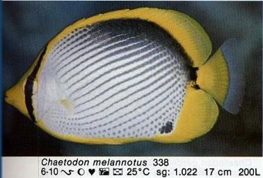 Chaetodon melannotus
